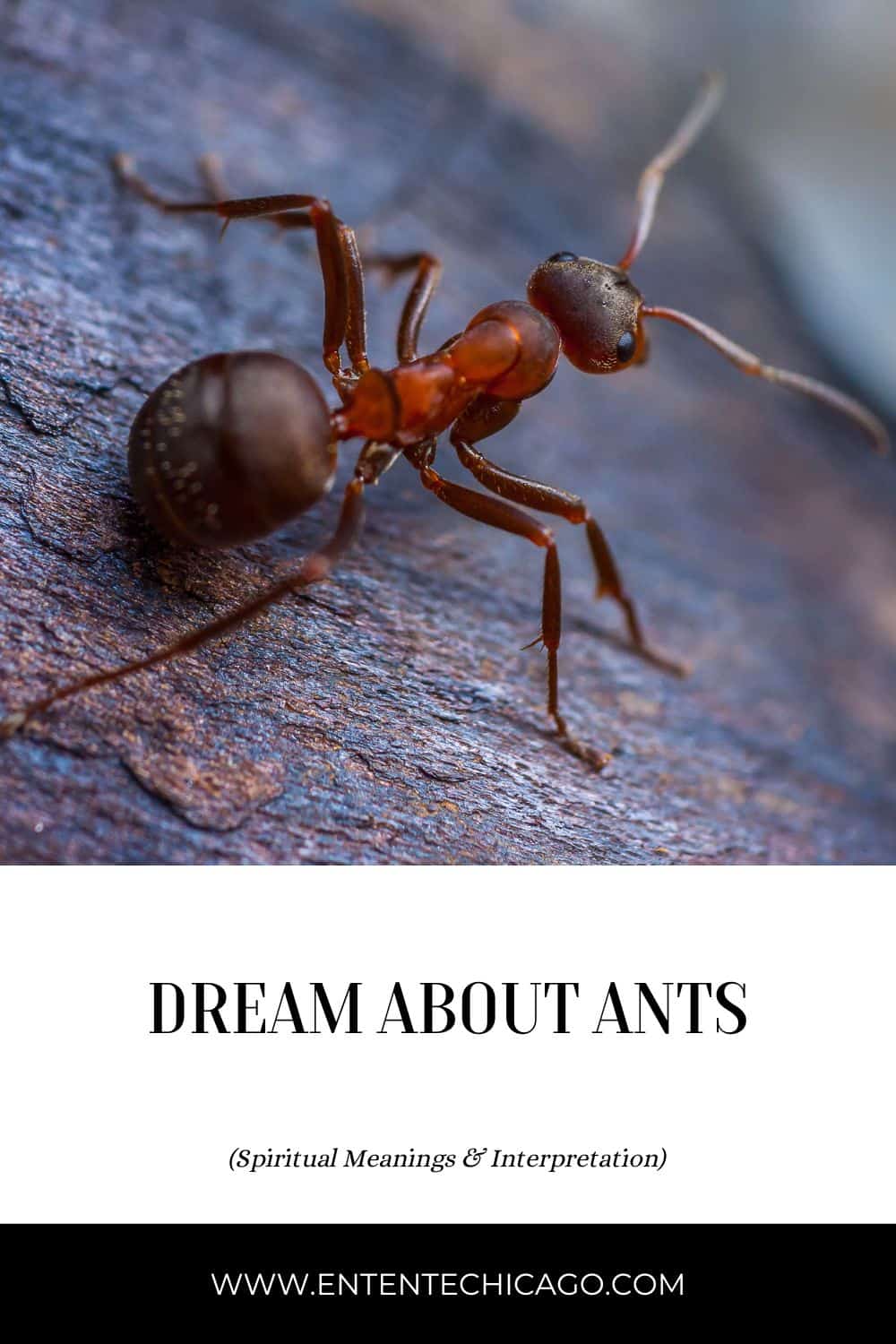  11 Interprétation des rêves de fourmis