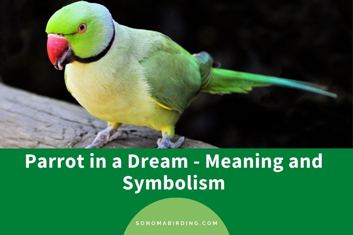  11 Interprétation des rêves de perroquets
