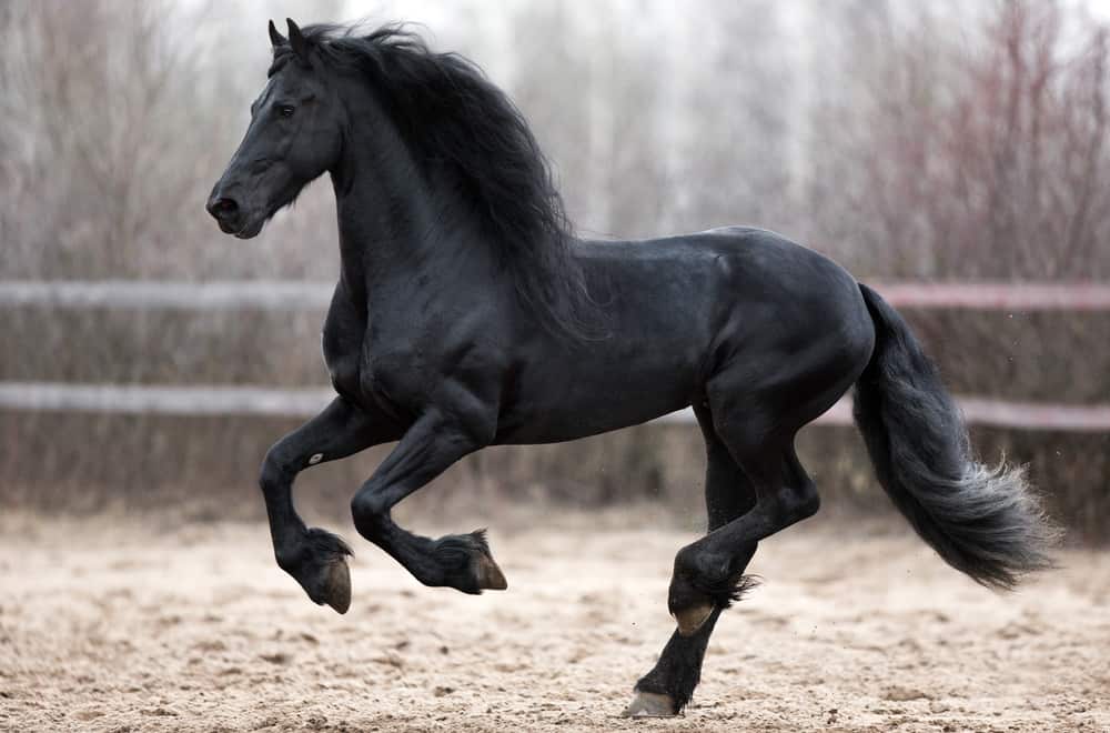  7 Interprétation du rêve du cheval noir