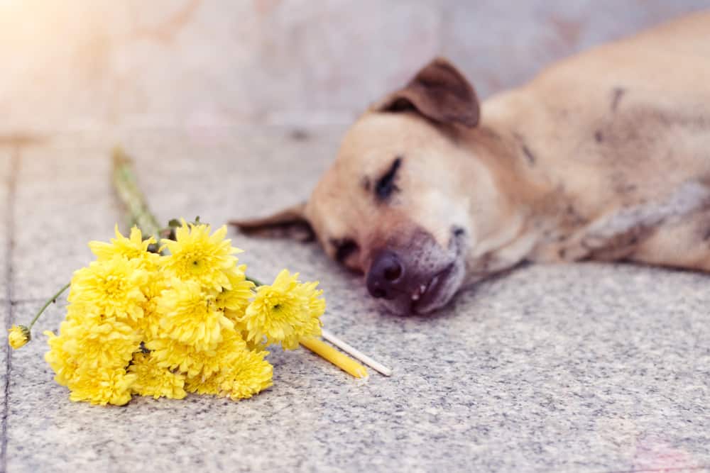  8 Interprétation des rêves d'un chien mort