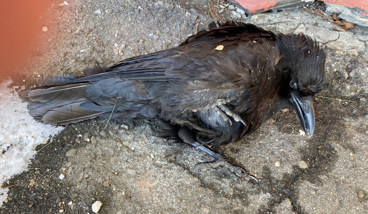  Signification du rêve de corbeau mort