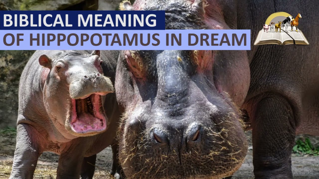  10 Interprétation des rêves d'hippopotames