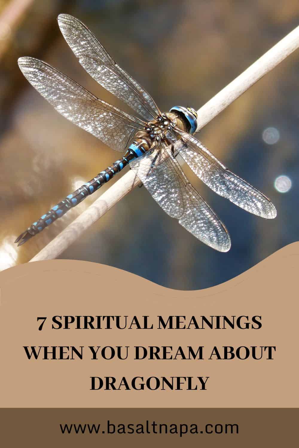  11 Interpretación do soño da libélula