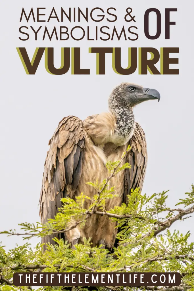  11 Interprétation des rêves de vautours