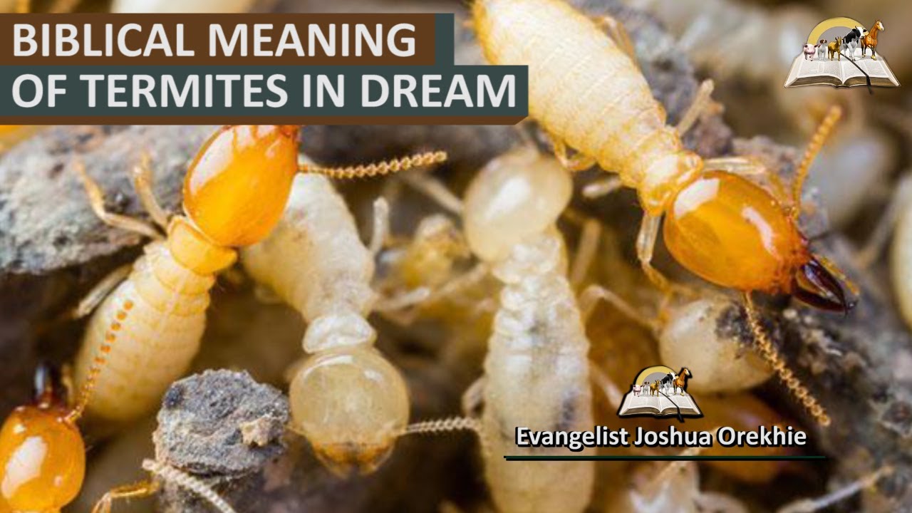  12 Termites স্বপ্ন ব্যাখ্যা