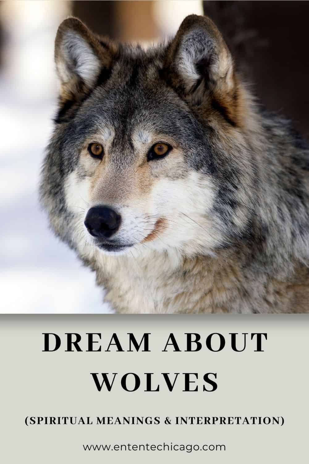  13 تعبیر خواب گرگ