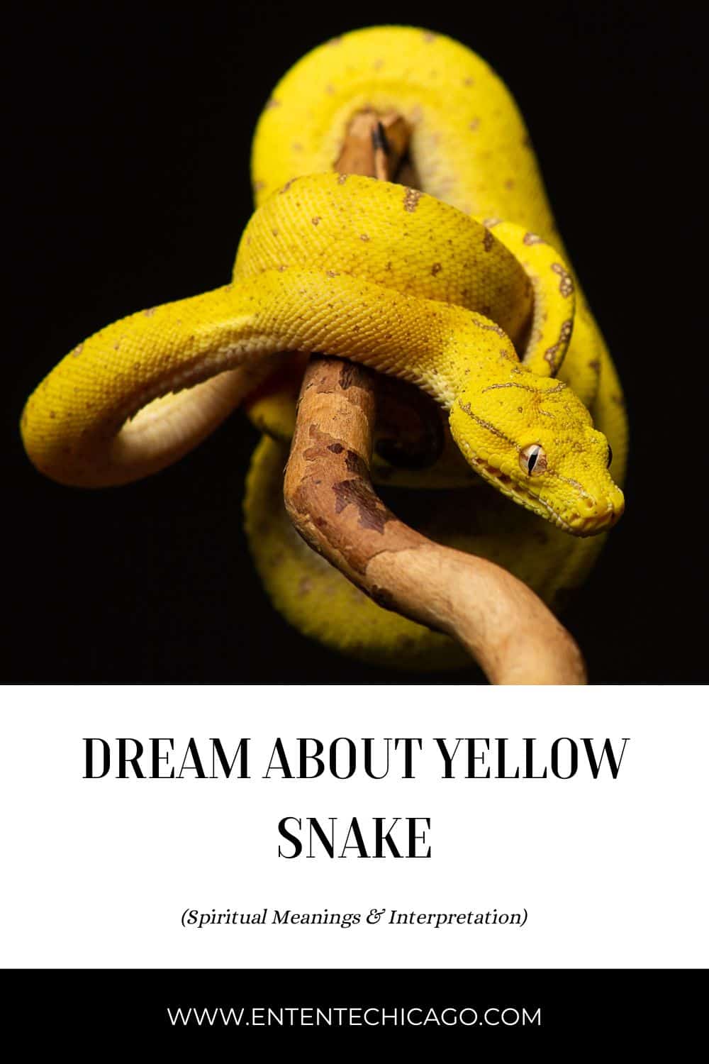  13 Drømmetydning af gul slange