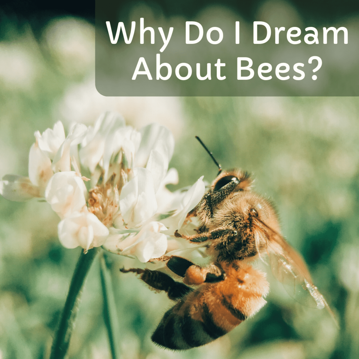  14 Interpretazione dei sogni sulle api