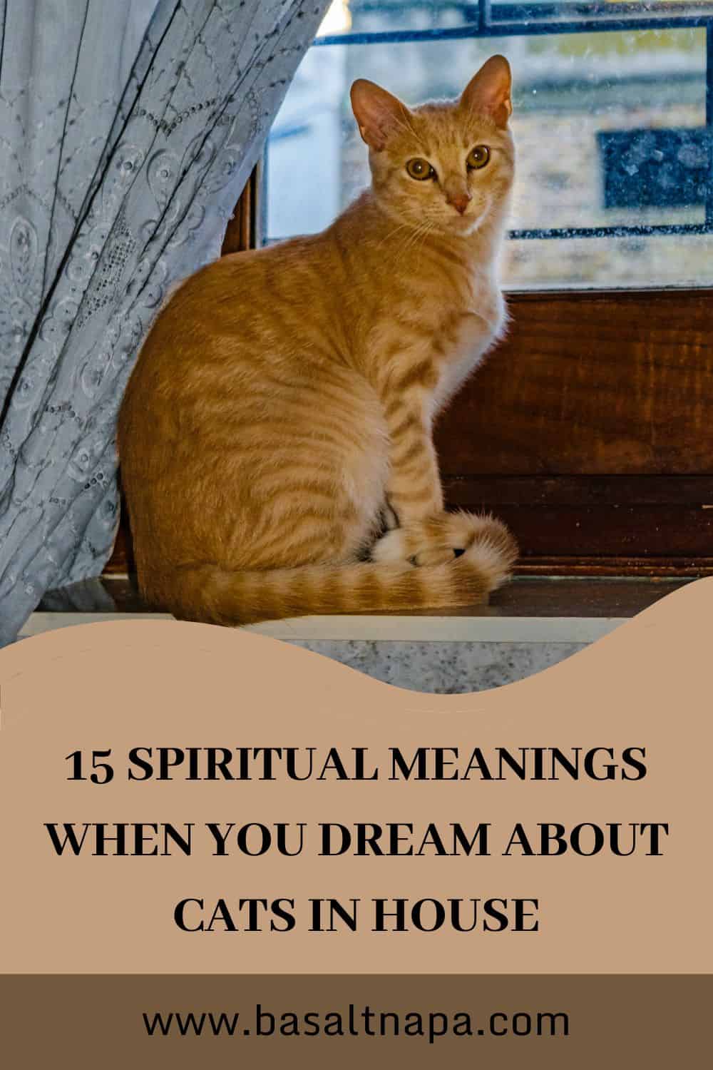  15 Interprétation des rêves de chat