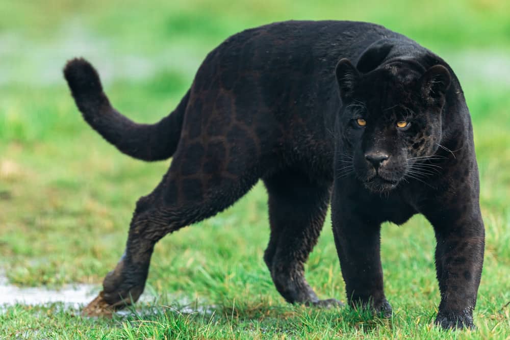  7 Black Panther Interpretarea viselor de vis