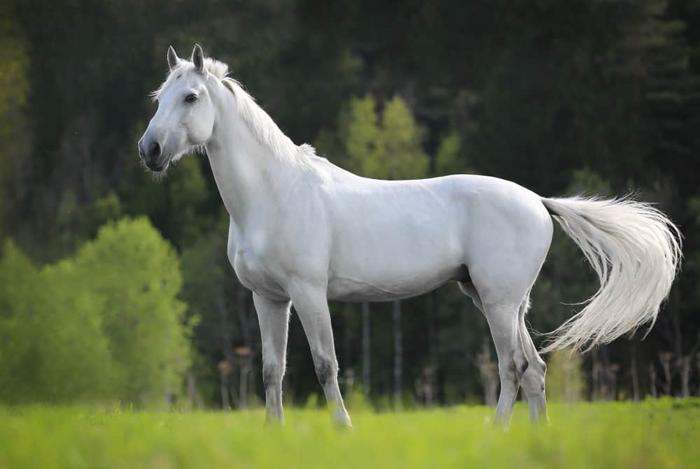  7 Dream Interpretation Ng White Horse