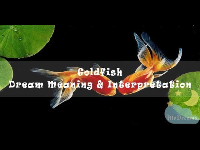  7 Tumačenje snova zlatne ribice