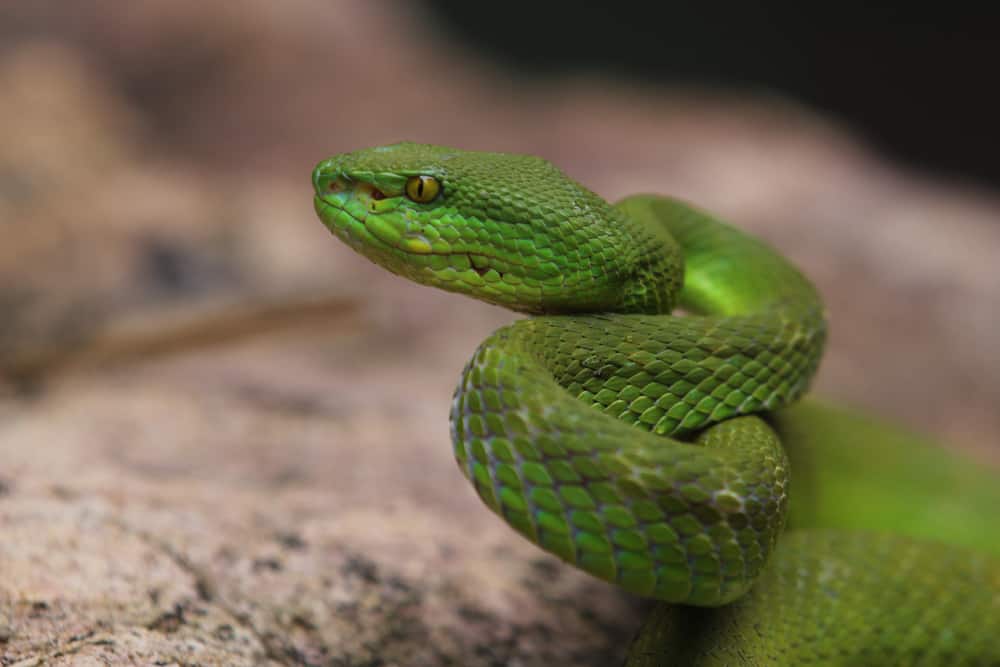  7 Výklad snov o zelenom hadovi