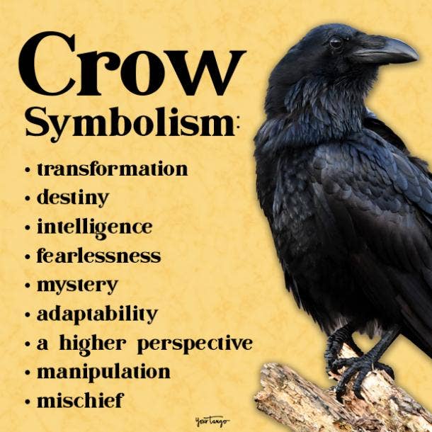 8 Crow Interpretarea viselor de vis