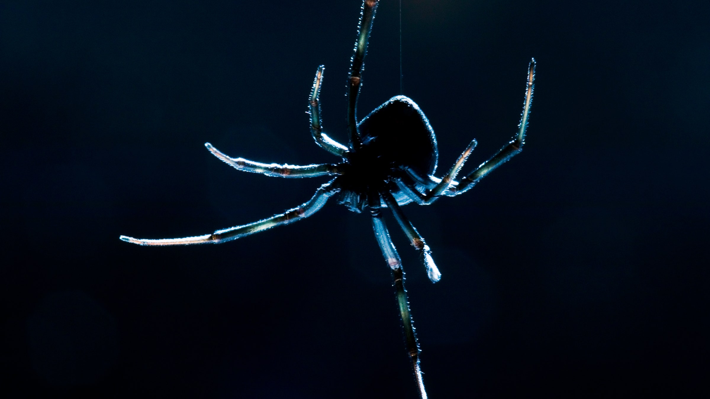  8 Interprétation des rêves d'une araignée noire
