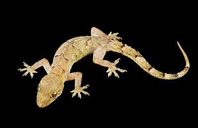  8 Gecko Droominterpretasie