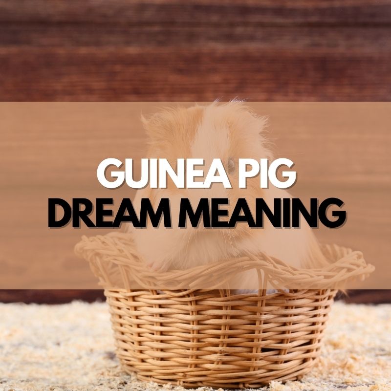  8 Guinea Pig ການແປພາສາຝັນ