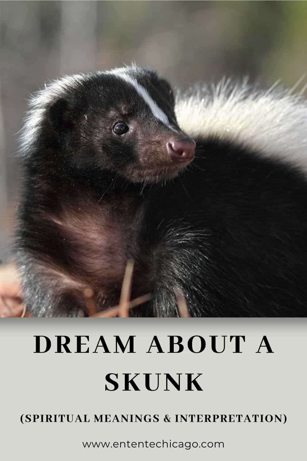  8 Skunk în casa de interpretare a viselor de vis