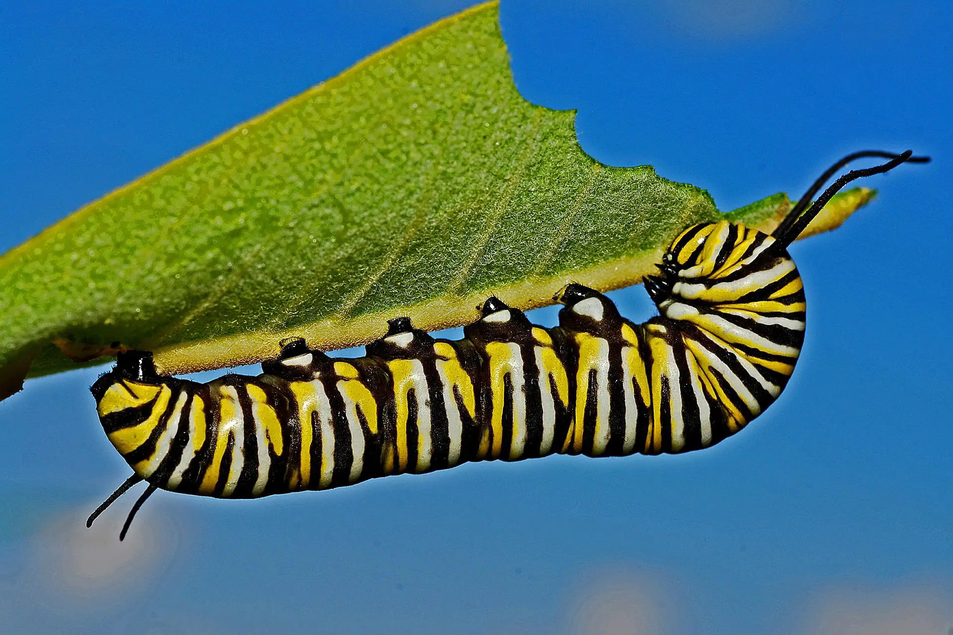  9 ការបកស្រាយសុបិន្ត Caterpillar