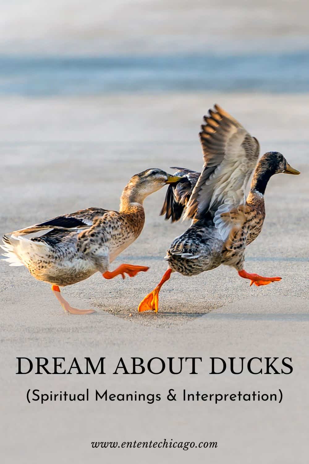  9 Interprétation des rêves de canards