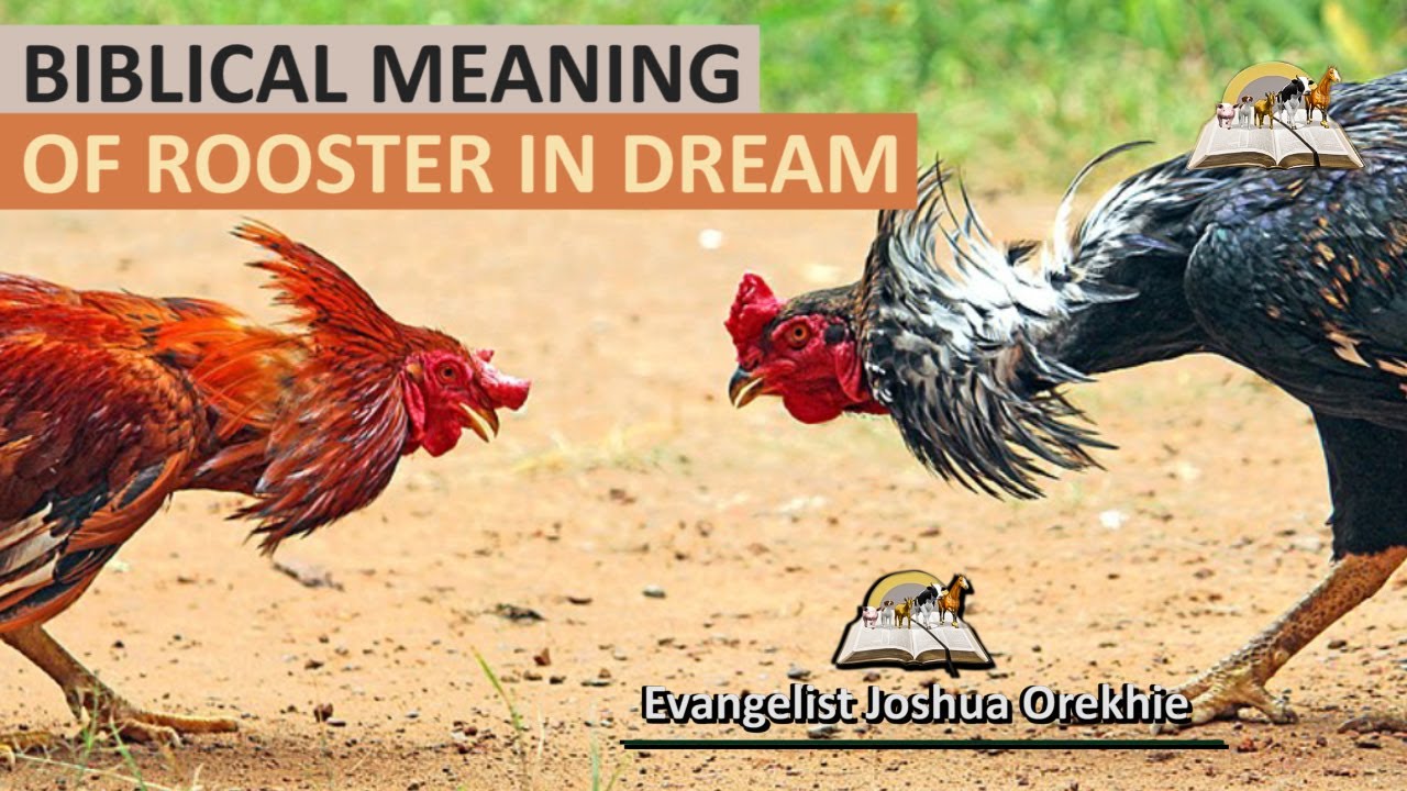  9 Rooster Interpretarea viselor de vis