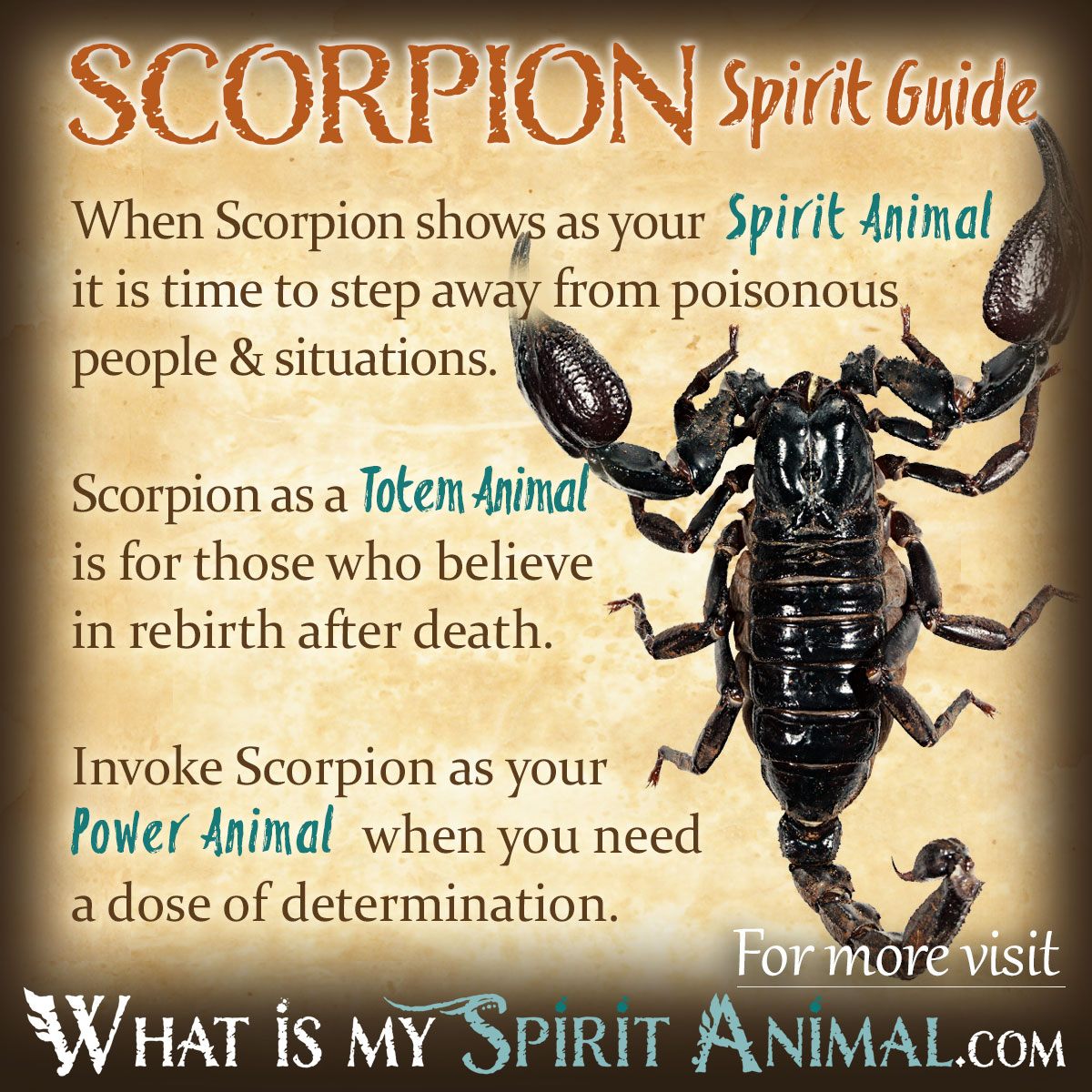  9 Att avslöja mysteriet: Förstå symboliken bakom skorpiondrömmar