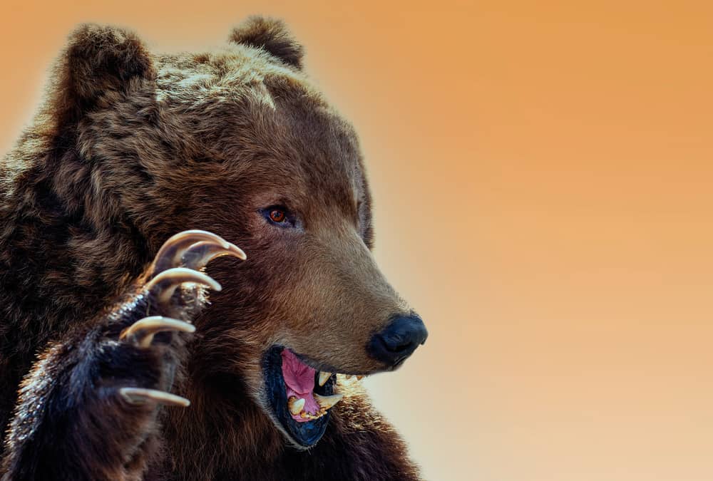  Interpretasi Mimpi Serangan Beruang Hitam