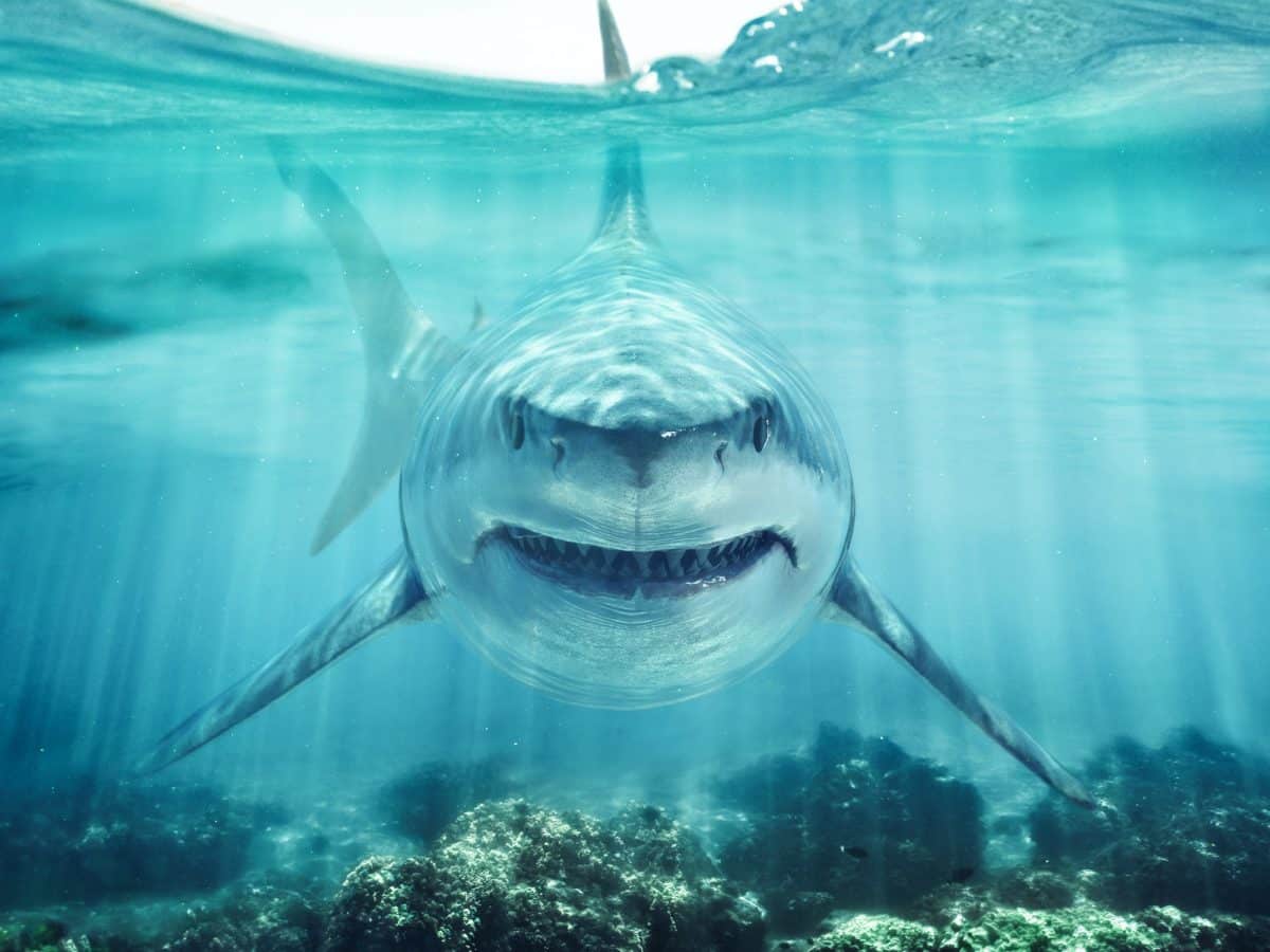  Unenäo tõlgendus Suur valge hai