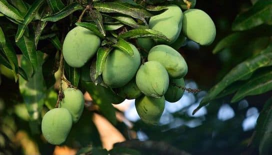  Unenäo tõlgendus Mango puu puuviljadega