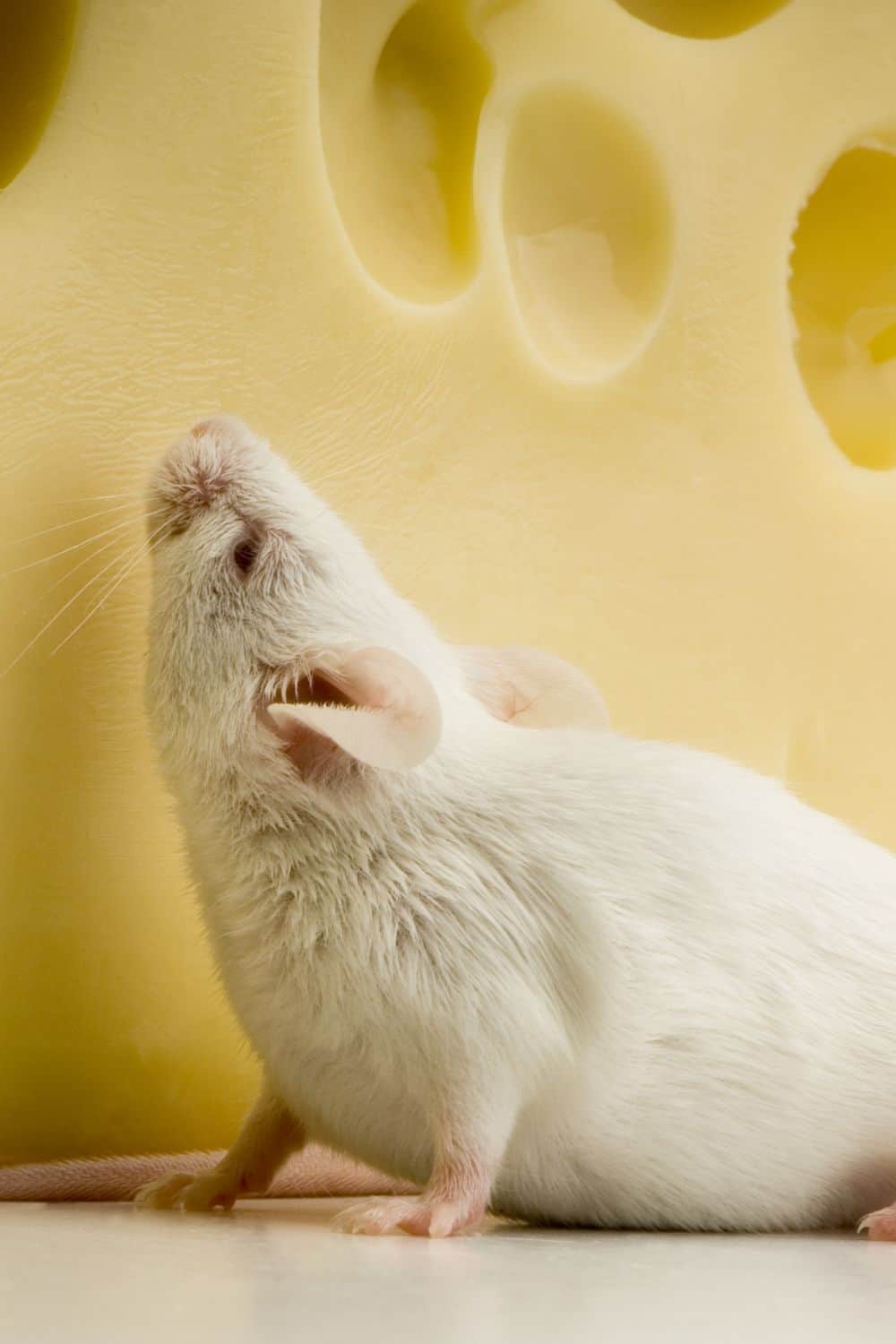  Толкование сну Біла миша