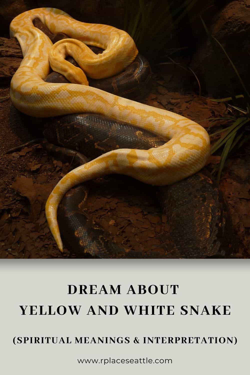  Interpretación de los sueños Serpiente blanca y amarilla