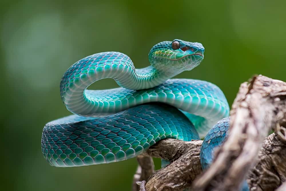  Rêve d'un serpent bleu qui vous mord