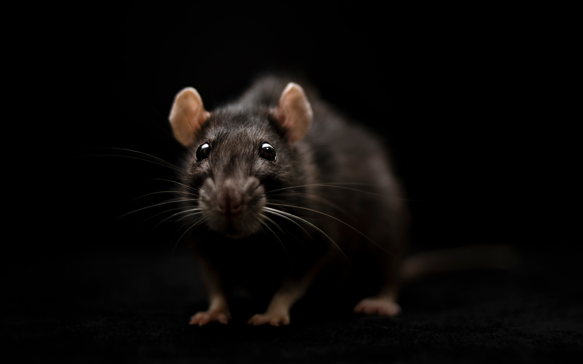  Мрія про вбивство мишей щурів